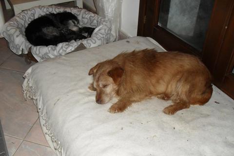Nico e Balu